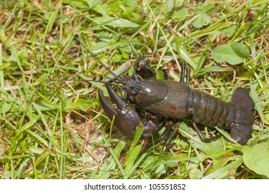 American Signal Crayfish Crawling In Grass