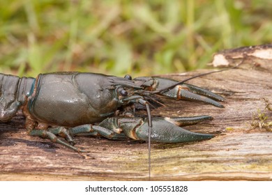 American Signal Crayfish - Detail Of Front Part
