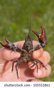 American Signal Crayfish In Hand With Waving Claws