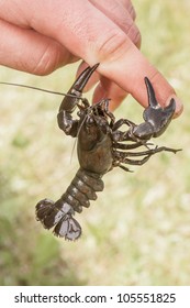 American Signal Crayfish Holding On Man Finger By Claw