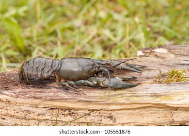 American Signal Crayfish On Piece Of Wood