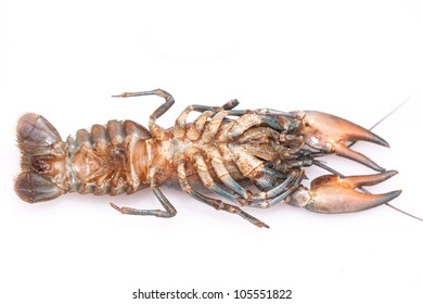 American Signal Crayfish On White Background - Bottom View