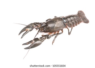 American Signal Crayfish On White Background - Top View
