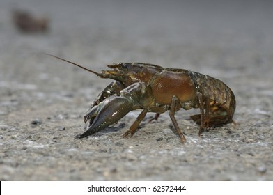 American Signal Crayfish - Pacifastacus Leniusculus