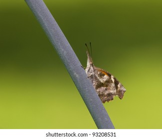American Snout Butterfly/ Libytheana carinenta/ Alabama Butterflies