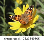 American Snout Butterfly on a Maximilian Sunflower Blossom