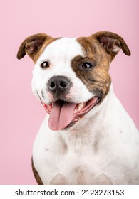 American Stafford terrier dog portrait isolated on the background in the studio. Indoor puppy photography concept. Happy dog posing. - Shutterstock ID 2123273153