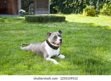 American Staffordshire gray white terrier lying on green grass happy,purebred - Shutterstock ID 2255159513