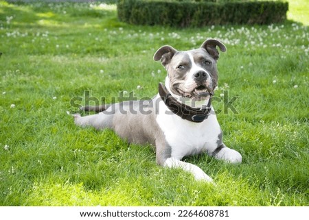 American Staffordshire gray and white terrier lying on green grass happy, pet