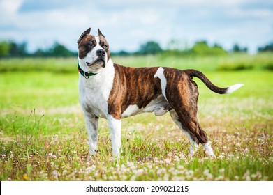 American Staffordshire Terrier