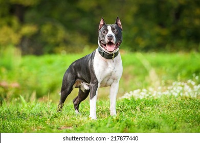 American Staffordshire Terrier