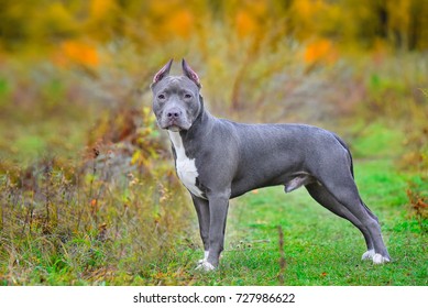 American Staffordshire Terrier	
