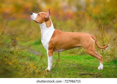 American Staffordshire Terrier	
