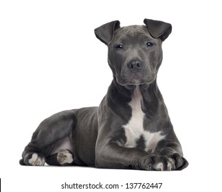 79+ Black American Staffordshire Terrier Pitbull Mix