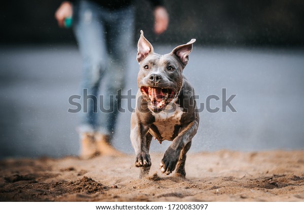 American staffordshire terrier in action. Power\
of dog. Super fit and strong amstaff.\
