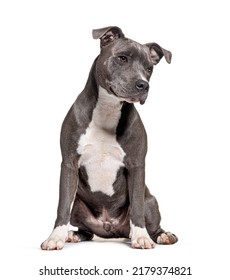 American Staffordshire Terrier, AmStaff Or American Staffy, Isolated On White