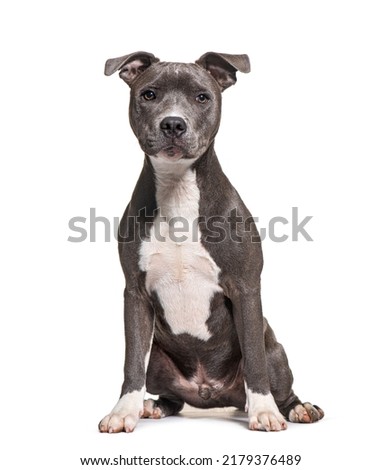 American Staffordshire Terrier, AmStaff or American Staffy, isolated on white