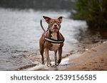 American staffordshire terrier and Bully mixed breed. Playing at the beach.
