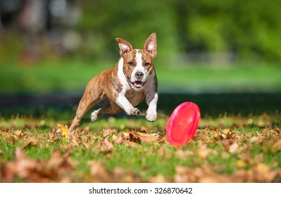 American Staffordshire Terrier Dog Catching In The Park In Autumn