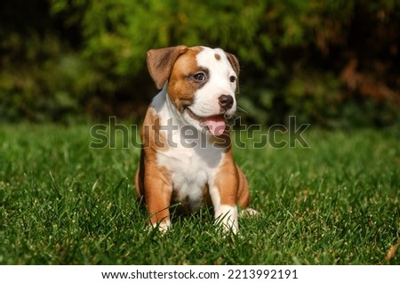 american staffordshire terrier dog cute little puppy pet portraits