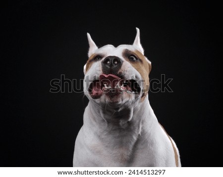 An American Staffordshire Terrier dog gazes upward against a black background