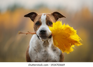 American Staffordshire Terrier Dog Holding Yellow Leaves In Its Mouth In Autumn