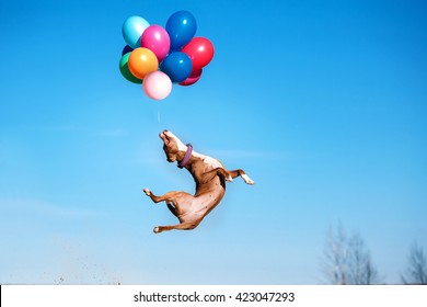 American staffordshire terrier dog jumps in the air to catch flying balloons