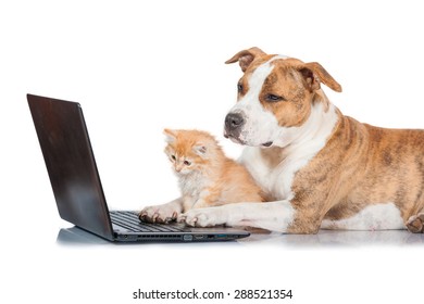 American staffordshire terrier dog with little red kitten in front of a laptop