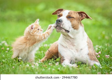 American staffordshire terrier dog playing and little kitten