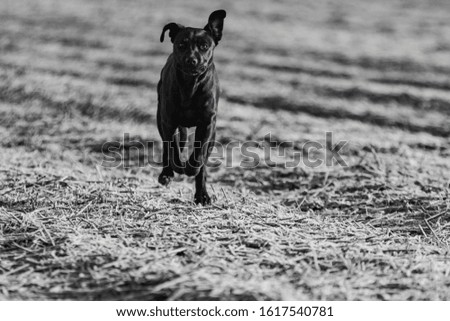 American Staffordshire Terrier dog or puppy running, flying and jumping on path outdoors in nature.