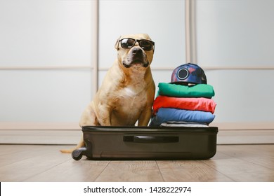 American Staffordshire Terrier Dog Ready To Go On A Trip This Summer Vacation. Dog Sitting Inside A Black Suitcase With Sunglasses Isolated On Home Background 