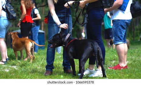 View Amstaff Dog Show Images