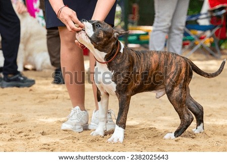 American Staffordshire Terrier at a dog show