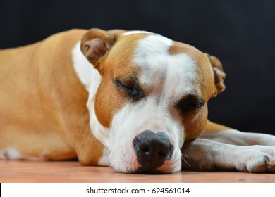 american staffordshire terrier basset hound mix