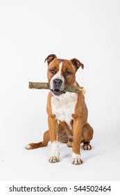 American staffordshire terrier, dog with stick