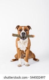 American staffordshire terrier, dog with stick