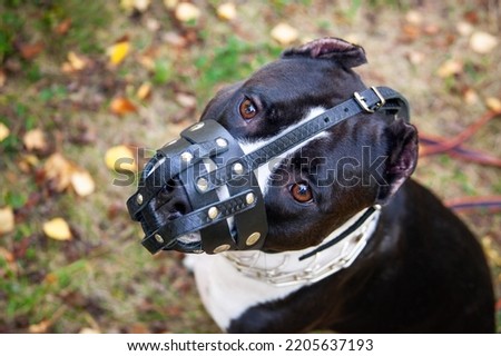 American staffordshire terrier dog wearing black leather muzzle. Close-up.