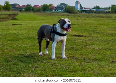 The American Staffordshire Terrier, Also Known As The AmStaff Or American Staffy