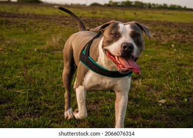 The American Staffordshire Terrier, Also Known As The AmStaff Or American Staffy