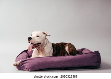 American Staffordshire Terrier Lies On His Bed. Dog Portrait. Dog Photography. Happy Dog.