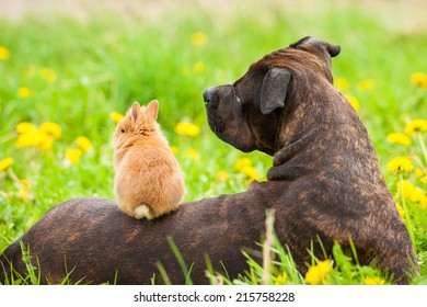 American staffordshire terrier with little rabbit sitting on its back