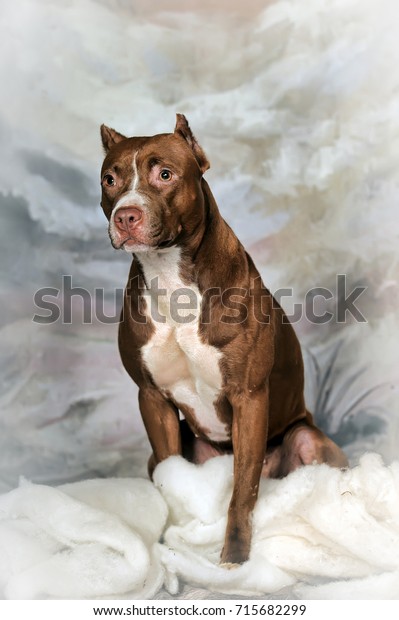 American Staffordshire Terrier On Snow Stafford の写真素材 今すぐ編集