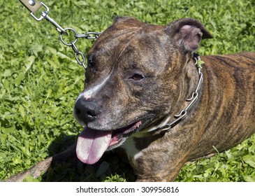 American Staffordshire Terrier
One of the most beautiful breeds of dog Kingdom . This is one of the best defenders in the dog world. He is a brave defender and loyal friend.