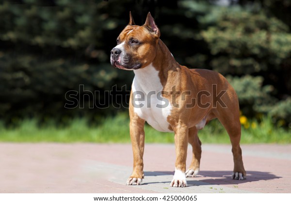 American\
Staffordshire Terrier outdoor\
portrait