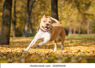 American Staffordshire Terrier Playing In The Park In Autumn 