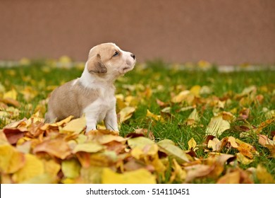 American Staffordshire Terrier Puppy