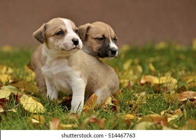 American Staffordshire Terrier Puppy