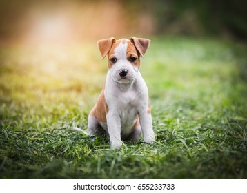 American Staffordshire Terrier Puppy