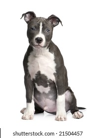 American Staffordshire terrier puppy (3 months) in front of a white background