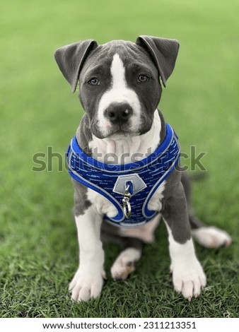 American Staffordshire Terrier Puppy with cute look, blue colour and blue harness. Portrait of puppy dog on grass.